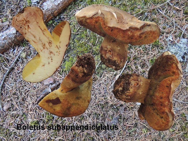 Butyriboletus subappendiculatus-amf311.jpg - Butyriboletus subappendiculatus ; Syn1: Boletus subappendiculatus ; Syn2: Boletus fuscoroseus ; Nom français: Bolet des sapins
